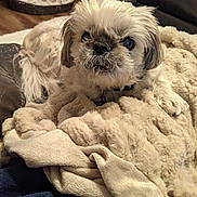 Oliver is registered to the contest to win money with this photo: animal, beige, blanket, bowl, brown, canine, comfort, cozy, cute, dog, expression, fur, furniture, home, indoor, living_room, pet_bed, relaxation, resting, scruffy