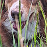dog, grass, outdoor, toy, brown_fur, white_fur, nature, pet, animal, playful, tongue_out, closeup, greenery, canine, happy, fur, snout, ears, tongue, grass_blades