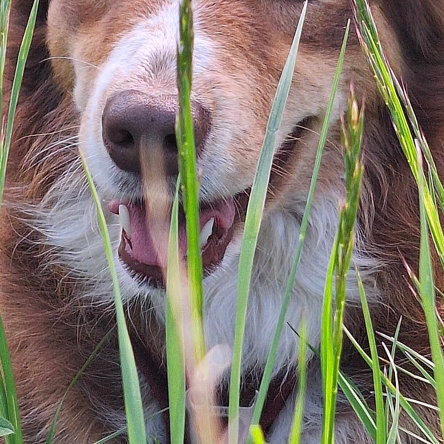 Cookie participe au concours pour gagner de l'argent avec cette photo : dog, grass, outdoor, toy, brown_fur, white_fur, nature, pet, animal, playful, tongue_out, closeup, greenery, canine, happy, fur, snout, ears, tongue, grass_blades