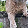 Caramel participe au concours pour gagner de l'argent avec cette photo : cat, orange_cat, paw, concrete, grass, plants, outdoor, nature, sky, cloudy, greenery, animal, curious, feline, closeup, whiskers, ears, face, wildlife, pet