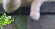 Caramel a rejoint le concours — aidez-le/la à gagner de superbes lots ! cat, paw, blurred, outdoor, greenery, plant, grass, nature, animal, feline, closeup, reaching, curious, background, wall, daylight, pet, mammal, whiskers, ears