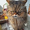 cat, fluffy, grumpy, table, patterned_tablecloth, hearts, basket, nuts, indoor, sunlight, shadow, feline, pet, close_up, yellow_eyes, fur, whiskers, home, cozy, animal