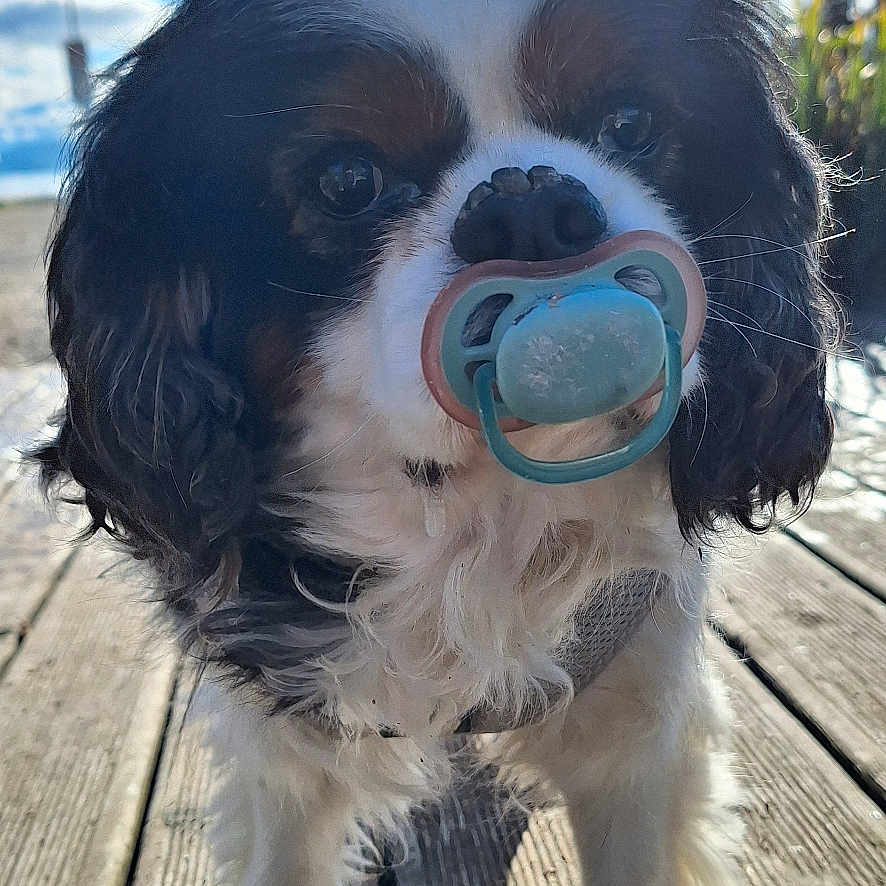 Choupy a rejoint le concours — aidez-le/la à gagner de superbes lots ! dog, pacifier, outdoor, wooden_deck, sunlight, blue_sky, bare_trees, pet, fluffy_fur, cute, animal, canine, standing, daylight, nature, closeup, adorable, playful, sunshine, tongue