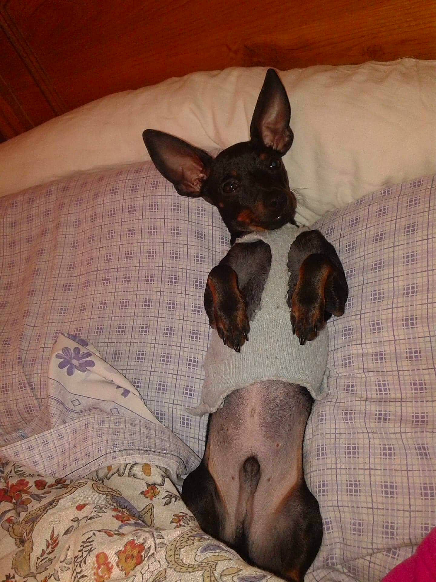 Looky a rejoint le concours — aidez-le/la à gagner de superbes lots ! american_hairless_terrier, canidae, carnivore, companion_dog, dog, dog_breed, english_toy_terrier, fawn, mammal, miniature_pinscher, non_sporting_group, prazsky_krysarik, russkiy_toy, snout, sporting_group, toy_dog, vertebrate