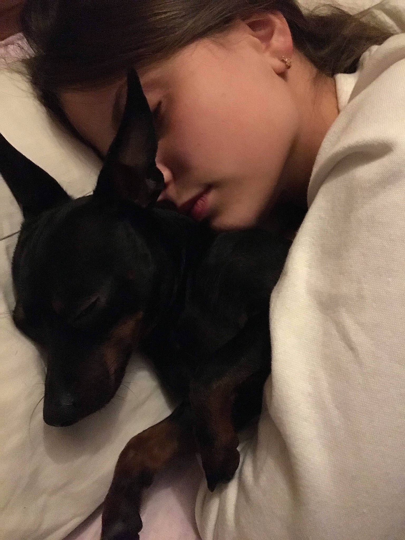 Looky participe au concours pour gagner de l'argent avec cette photo : canidae, carnivore, companion_dog, dog, dog_breed, ear, english_toy_terrier, fawn, german_pinscher, love, miniature_pinscher, nose, pinscher, prazsky_krysarik, puppy, puppy_love, snout, toy_dog, toy_fox_terrier, toy_manchester_terrier
