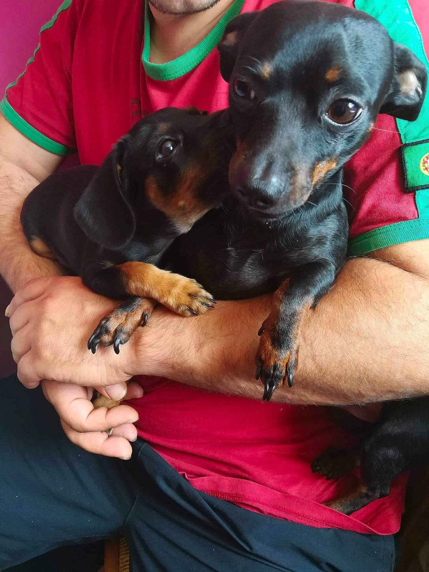 Looky participe au concours pour gagner de l'argent avec cette photo : austrian_black_and_tan_hound, canidae, carnivore, dachshund, dog, dog_breed, german_pinscher, mammal, manchester_terrier, miniature_pinscher, pinscher, puppy, puppy_love, snout, toy_manchester_terrier, transylvanian_hound, vertebrate