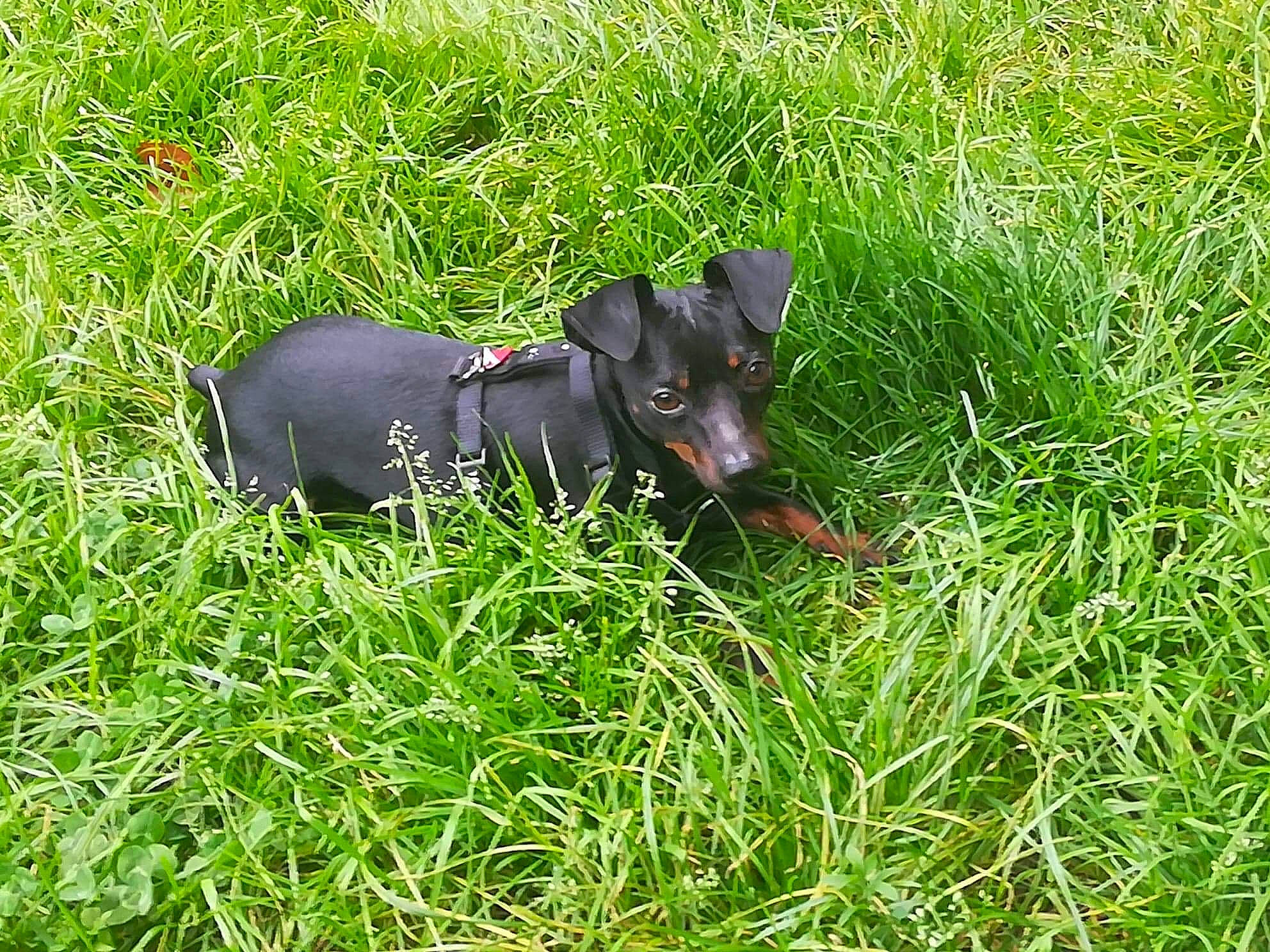 Looky participe au concours pour gagner de l'argent avec cette photo : beauceron, black_and_tan_terrier, canidae, carnivore, dog, dog_breed, german_pinscher, grass, guard_dog, hunting_dog, jagdterrier, mammal, manchester_terrier, patterdale_terrier, plant, sporting_group, terrier, toy_manchester_terrier, vertebrate
