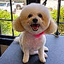 dog, white_dog, poodle, groomed_dog, pet, smiling_dog, indoor, window, greenery, grooming_table, pink_bow, happy, cute, fluffy, small_dog, animal, fur, sitting, face, ears