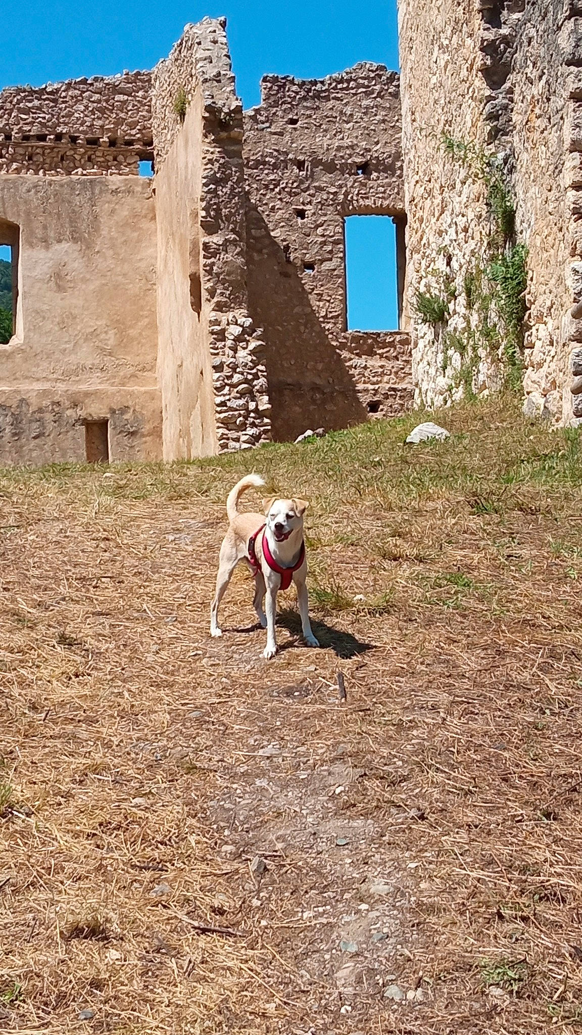 Odin participe au concours pour gagner de l'argent avec cette photo : building, carnivore, collar, companion_dog, dog, dog_breed, dog_supply, door, fawn, grass, history, house, landscape, pet_supply, plant, sky, soil, stone_wall, wall, working_animal