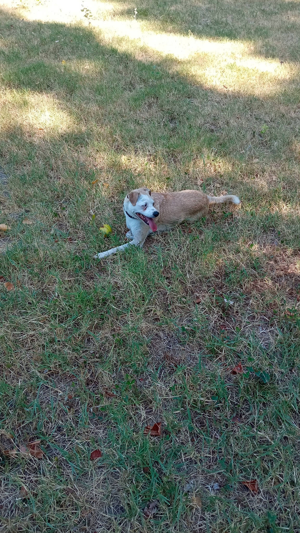Odin participe au concours pour gagner de l'argent avec cette photo : canidae, carnivore, companion_dog, dog_breed, fawn, grass, grassland, groundcover, landscape, lawn, pasture, people_in_nature, plant, shadow, shrub, soil, sporting_group, tail, terrestrial_animal, wildlife