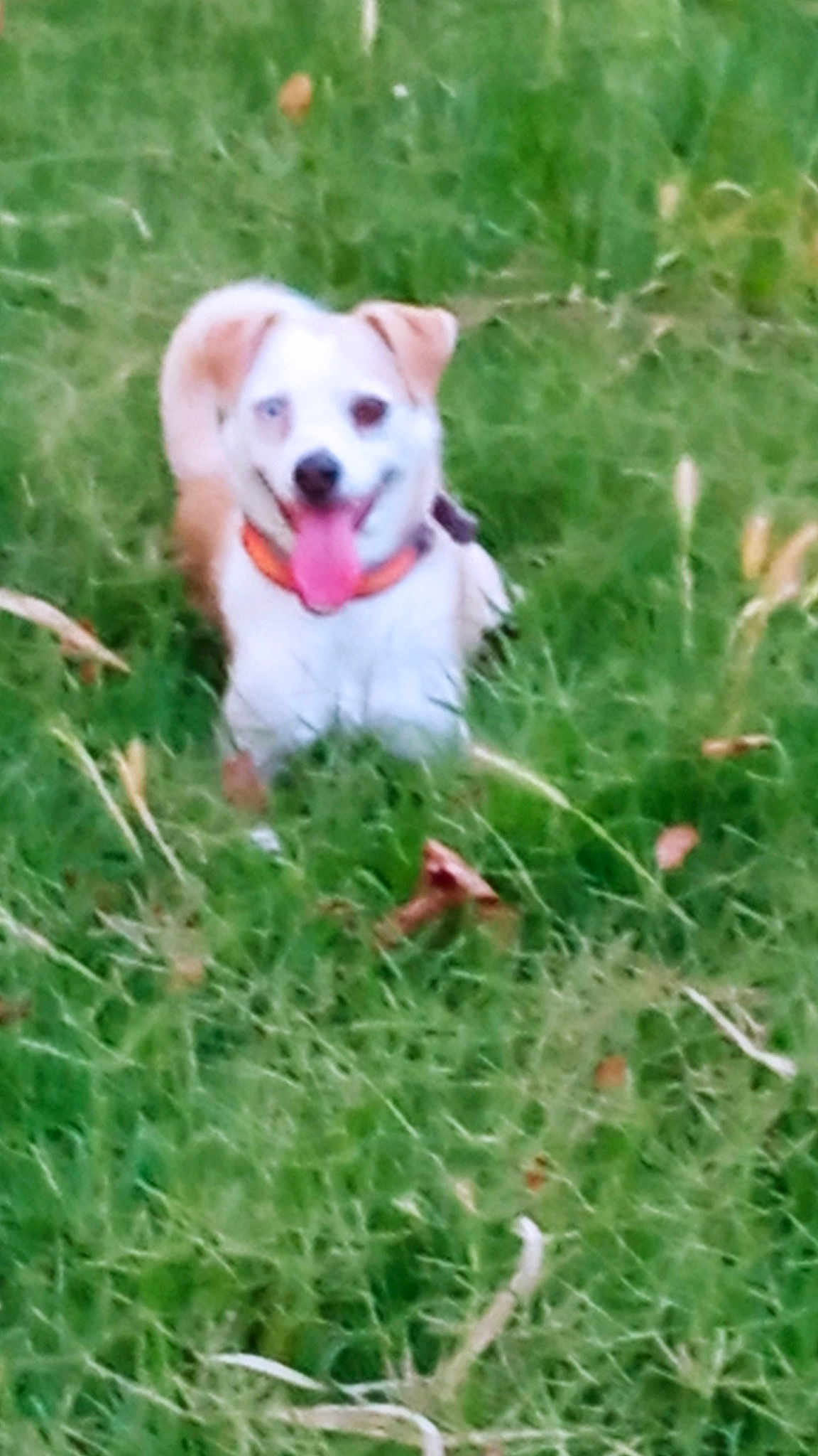 Odin