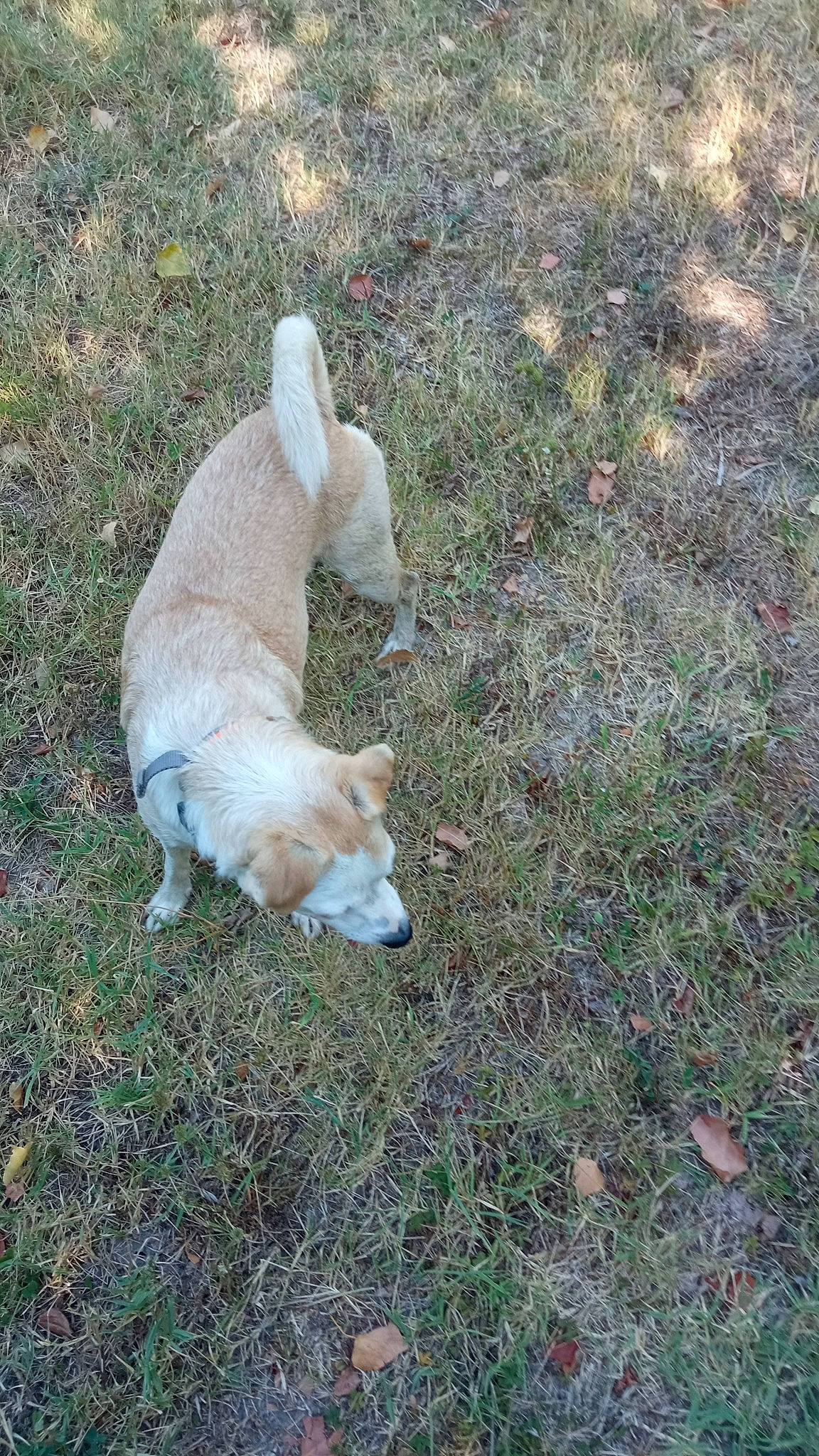 Odin a rejoint le concours — aidez-le/la à gagner de superbes lots ! carnivore, companion_dog, dog, dog_breed, grass, non_sporting_group, plant, retriever, soil, tail, terrestrial_animal