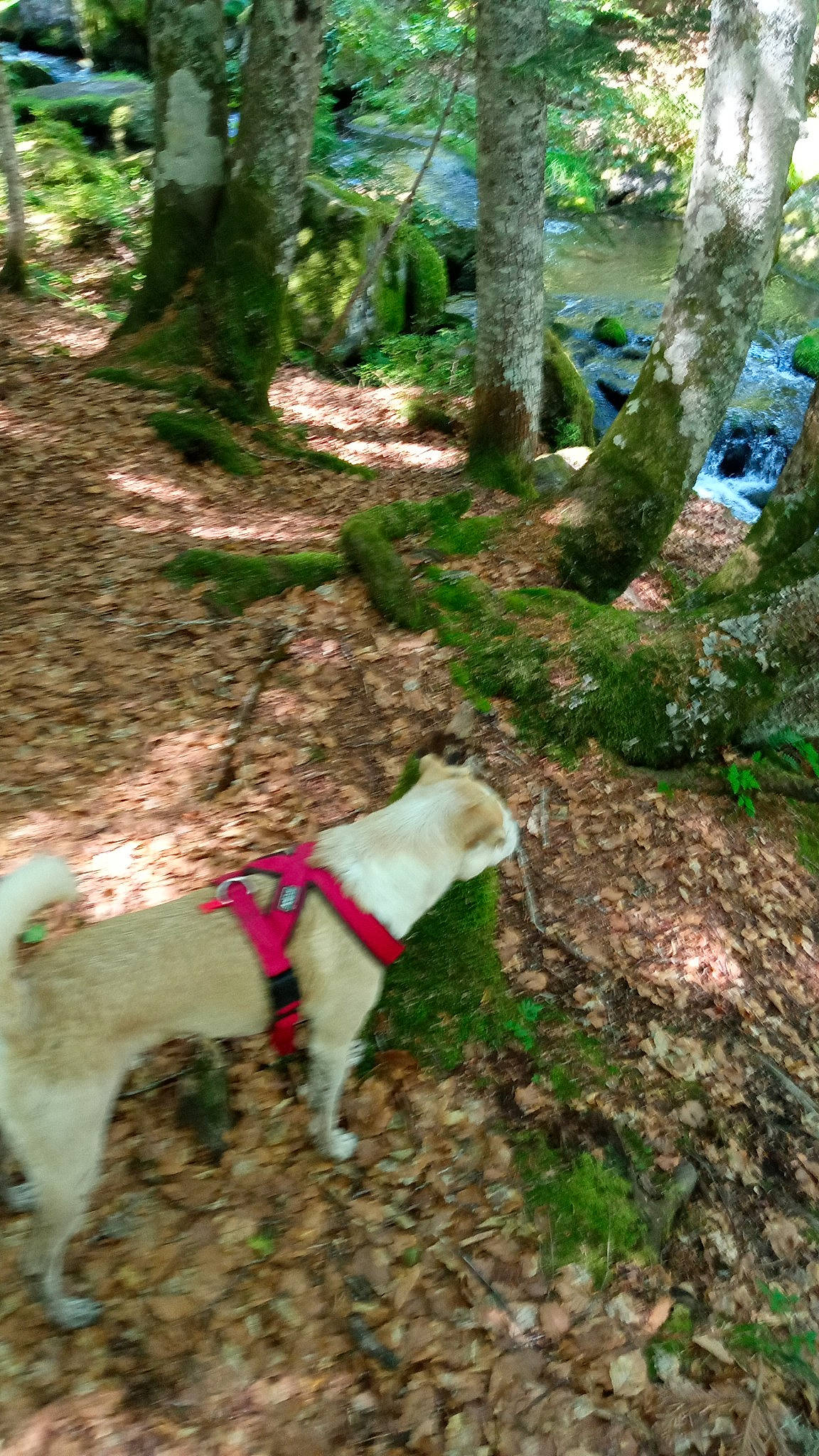 Odin participe au concours pour gagner de l'argent avec cette photo : canidae, carnivore, companion_dog, dog, dog_breed, fawn, forest, grass, groundcover, plant, sporting_group, tail, terrestrial_animal, terrestrial_plant, tree, trunk, wildlife, wood, woodland, working_animal