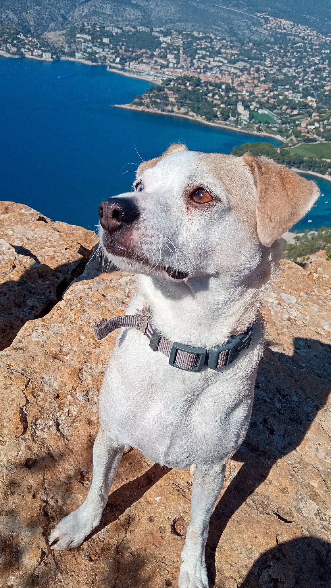 Odin participe au concours pour gagner de l'argent avec cette photo : adventure, blue, canidae, carnivore, collar, companion_dog, dog, dog_breed, dog_collar, fashion_accessory, fawn, lake, landscape, leash, pet_supply, sky, sporting_group, water, whiskers, working_animal