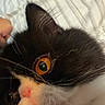 Indigo joined the competition — help win amazing prizes! cat, kitten, black_and_white, pet, feline, animal, portrait, close_up, wide_eyes, orange_eyes, whiskers, nose, fur, striped_bedding, bed, indoors, cozy, snacking, treat, photography