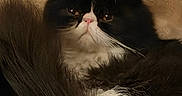 Indigo is registered to the contest to win money with this photo: cats, felines, black_and_white, tuxedo_cat, pet, animal, two_cats, closeup, portrait, faces, whiskers, pink_nose, yellow_eyes, fur, fluffy, sleeping_bed, blanket, indoors, cozy, grumpy_expression