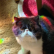 Indigo is registered to the contest to win money with this photo: cat, black_and_white, fluffy, long_hair, pet, animal, portrait, close_up, face, whiskers, eyes, ears, sitting, carpet, indoor, rainbow_light, colorful, furniture, home, funny_expression