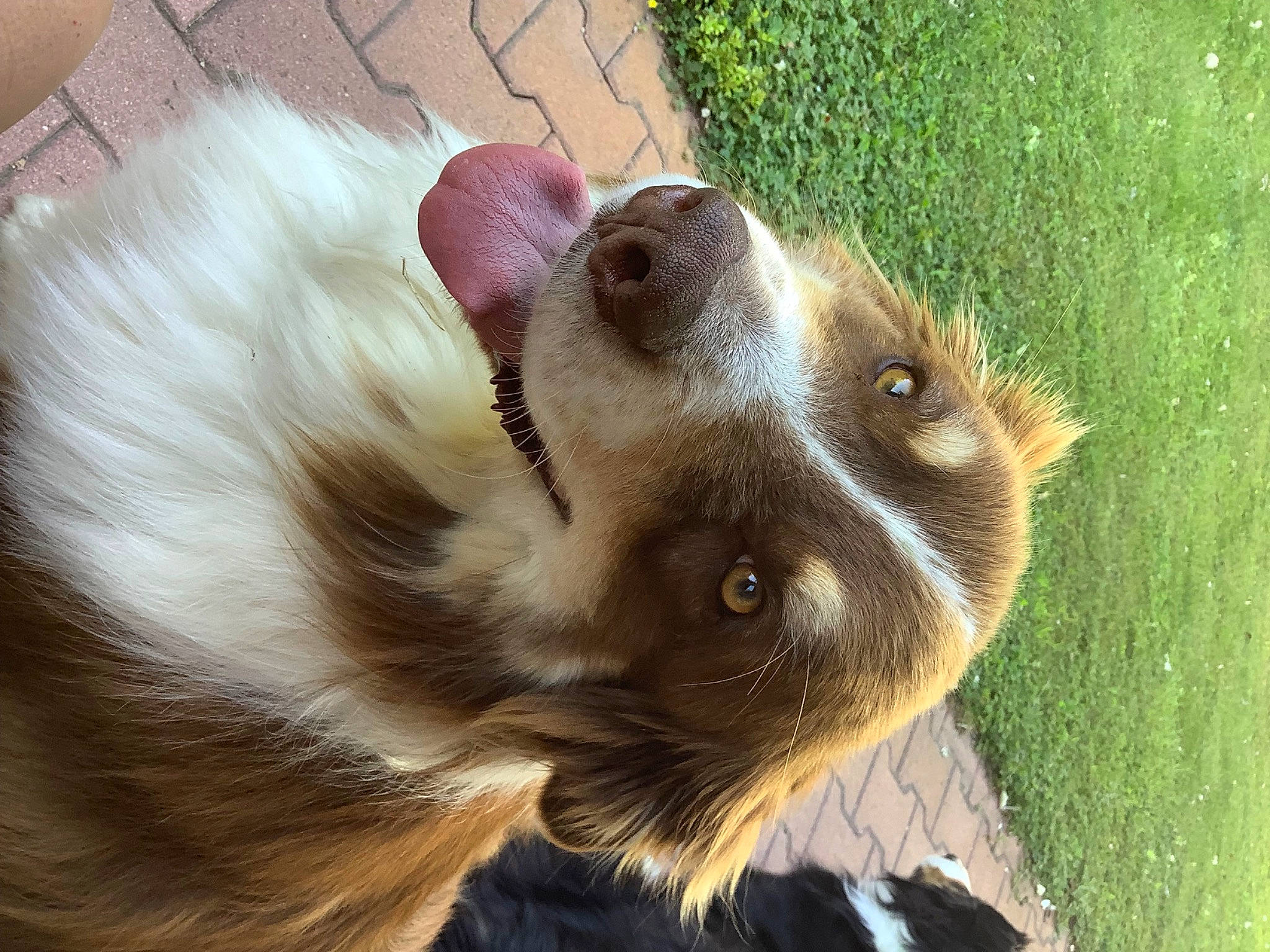 Lucky participe au concours pour gagner de l'argent avec cette photo : balinese, carnivore, companion_dog, dog, dog_breed, fawn, felidae, fur, german_spitz, german_spitz_klein, german_spitz_mittel, grass, liver, siamese, snout, spitz, terrestrial_animal, thai, whiskers, wildlife