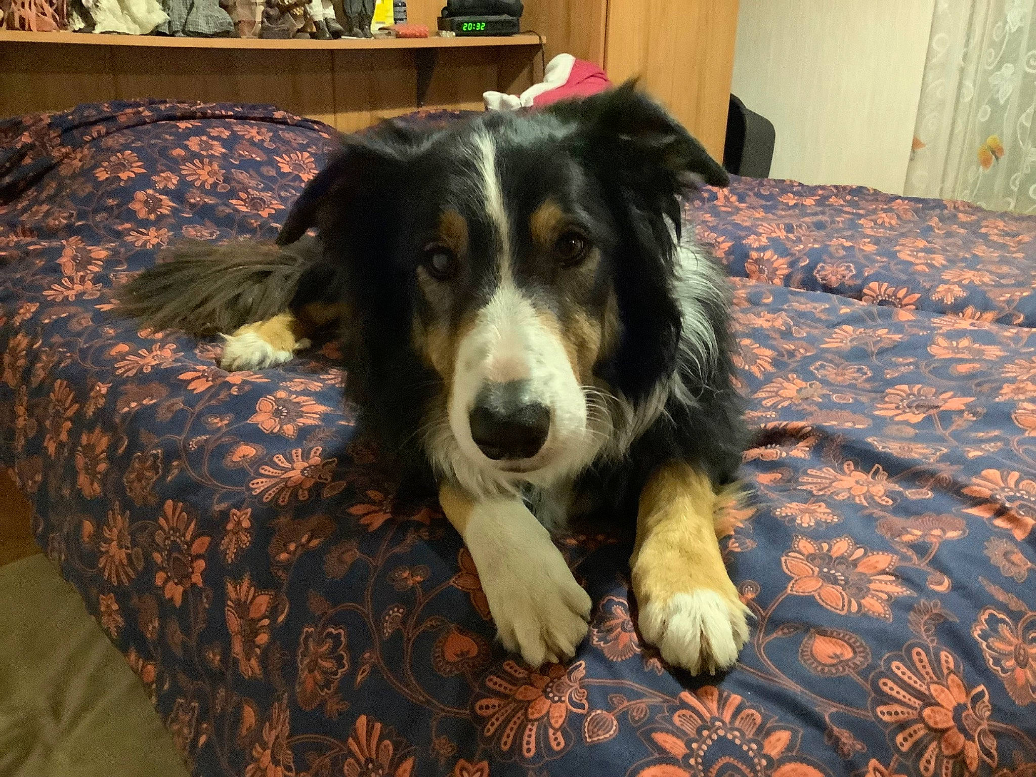 Clyde a rejoint le concours — aidez-le/la à gagner de superbes lots ! bookcase, bored, carnivore, comfort, companion_dog, dog, dog_breed, flooring, fur, herding_dog, natural_material, shelf, snout, sporting_group, terrestrial_animal, texas_heeler, wood, working_animal, working_dog