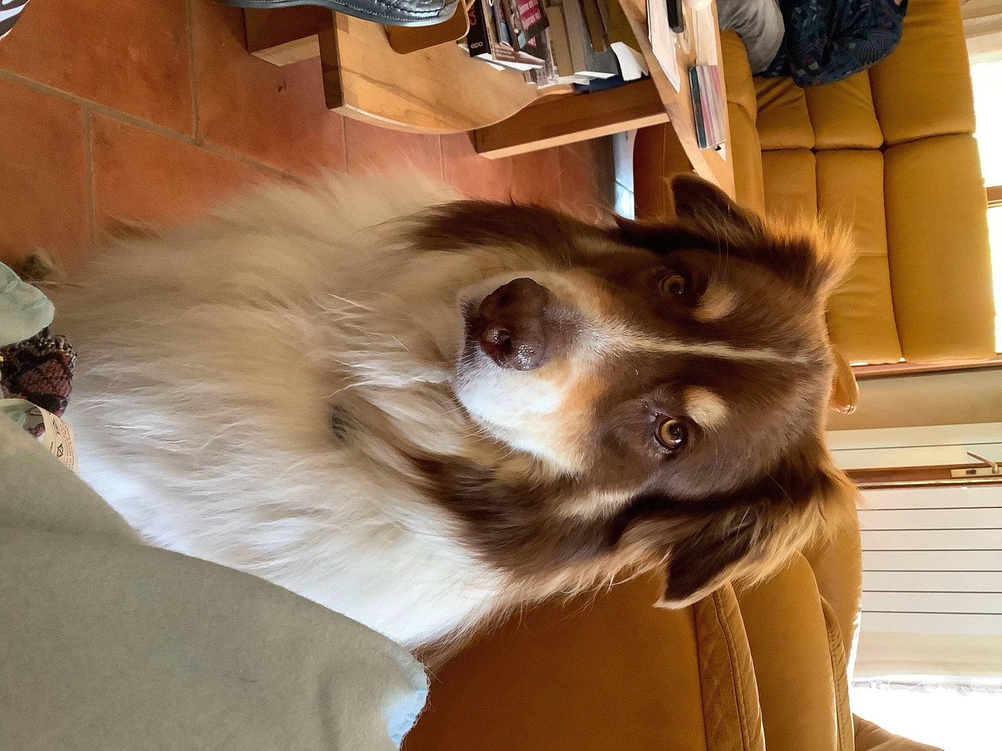 Tina participe au concours pour gagner de l'argent avec cette photo : canidae, carnivore, companion_dog, dog, dog_breed, dog_supply, fawn, felidae, fur, german_spitz, pet_supply, puppy, small_to_medium_sized_cats, snout, sporting_group, terrestrial_animal, toy_dog, whiskers, wood, working_animal