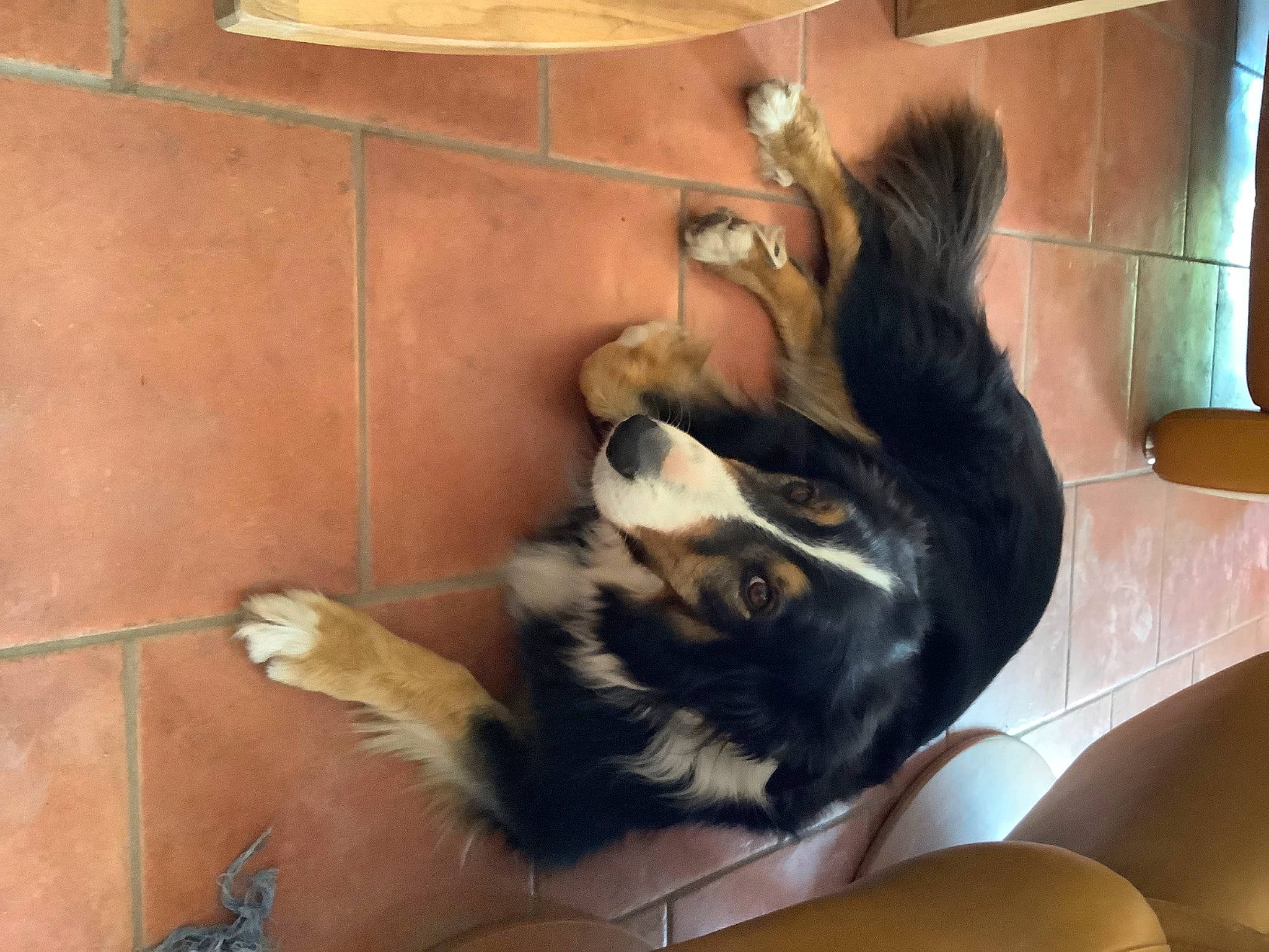 Tina participe au concours pour gagner de l'argent avec cette photo : canidae, carnivore, cat, claw, comfort, companion_dog, dog_breed, felidae, flooring, fur, paw, small_to_medium_sized_cats, sporting_group, tail, terrestrial_animal, whiskers, wood