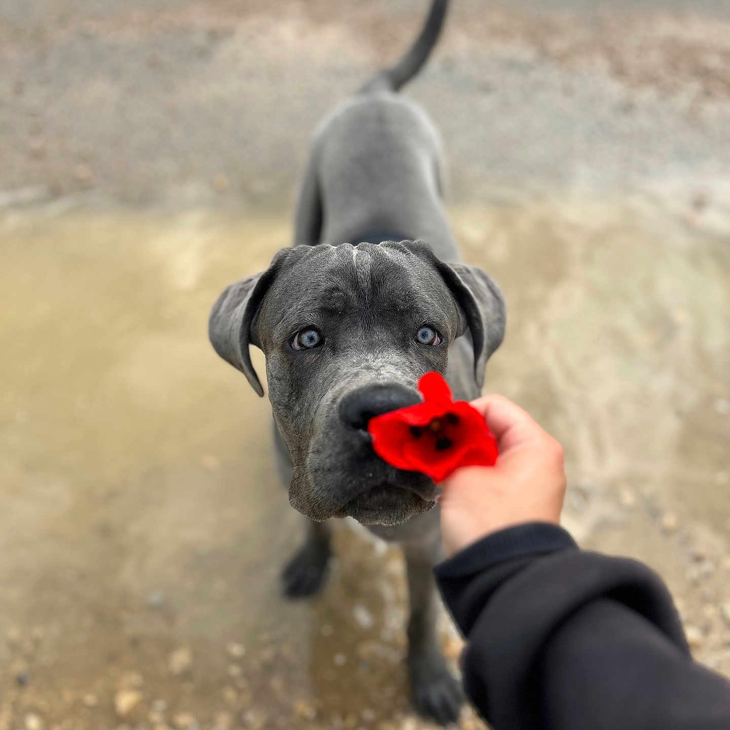 Doog participe au concours pour gagner de l'argent avec cette photo : accessories, animal, bodypart, canine, dog, face, finger, flower, hand, head, person, pet, petal, photography, plant, portrait, puppy, rose, water, wrist