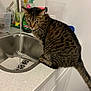 cat, tabby_cat, kitchen, sink, water, faucet, countertop, household, pet, curious, domestic, container, cleaning, liquid, indoor, animal, fur, whiskers, claw, counter