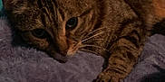 Baby Girl joined the competition — help win amazing prizes! animal, bedroom, blanket, cat, closeup, curious, cute, feline, indoor, marker, paw, pet, purple, relaxed, resting, sharpie, soft, striped, tabby, whiskers