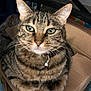 cat, tabby, green_eyes, pet, animal, indoor, cardboard_box, collar, bell, fur, whiskers, close_up, cute, domestic_cat, feline, looking_at_camera, sitting, paws, brown, striped