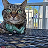 Baby Gurl is registered to the contest to win money with this photo: animal, blue_sky, cat, close_up, daytime, domestic_cat, ears, face, fence, green_eyes, harness, metal_table, outdoor, paw, person_partial, pet, resting, sunlight, tabby, whiskers