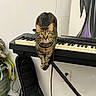 Baby Gurl is registered to the contest to win money with this photo: animal, cable, cat, curious, electrical_outlet, feline, floor, green_eyes, guitar_case, household, indoor, keyboard, looking_at_camera, music_room, musical_instrument, painting, pet, piano, tabby, wall