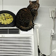Baby Gurl is registered to the contest to win money with this photo: air_conditioner, appliance, cat, clock, cord, curious, domestic, electronics, feline, household, indoor, looking, pet, power_outlet, quiet, resting, sitting, striped, tabby_cat, wall
