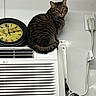 air_conditioner, appliance, cat, clock, cord, curious, domestic, electronics, feline, household, indoor, looking, pet, power_outlet, quiet, resting, sitting, striped, tabby_cat, wall