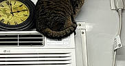 Baby Gurl joined the competition — help win amazing prizes! air_conditioner, appliance, brown, cat, clock, cord, curious, electrical, feline, household, indoor, looking_back, pet, plug, power_outlet, resting, striped, tabby_cat, wall, white