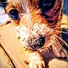 Honey joined the competition — help win amazing prizes! animal, brown, close_up, curious, cute, dirt, dog, face, floor, fur, heart_emoji, nose, outdoor, pet, portrait, puppy, whiskers, white, wood, young