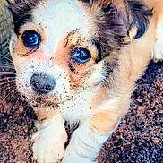 Honey joined the competition — help win amazing prizes! adorable, animal, closeup, cute, dirt, dog, ears, expression, eyes, face, fur, heart_emoji, mud, nose, outdoor, paws, pet, puppy, whiskers, young