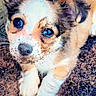 adorable, animal, closeup, cute, dirt, dog, ears, expression, eyes, face, fur, heart_emoji, mud, nose, outdoor, paws, pet, puppy, whiskers, young