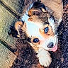 Honey is registered to the contest to win money with this photo: animal, blue_eyes, closeup, cute, digging, dirt, dog, emoji, fur, ground, happy, nature, outdoor, pet, playful, portrait, puppy, tongue_out, wooden_planks, young_dog