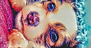 Honey is registered to the contest to win money with this photo: adorable, animal, blanket, blue, close_up, cozy, curious, cute, dog, expression, face, fluffy, fur, indoors, paws, pet, puppy, purple, resting, young