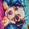 adorable, animal, blanket, blue, close_up, cozy, curious, cute, dog, expression, face, fluffy, fur, indoors, paws, pet, puppy, purple, resting, young