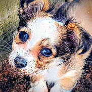 Honey is registered to the contest to win money with this photo: adorable, animal, brown, closeup, cute, dirt, dog, ears, eyes, fur, heart_emoji, mud, nose, outdoor, pet, playful, puppy, whiskers, white, young