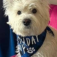 Upper a rejoint le concours — aidez-le/la à gagner de superbes lots ! dog, white_dog, bandana, pet, fluffy, indoor, curtain, chair, pink_chair, closeup, cute, portrait, animal, domestic_animal, fur, sitting, face, ears, black_nose, friendly