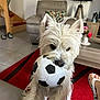 dog, white_dog, soccer_ball, toy, living_room, rug, furniture, lamp, couch, table, footwear, foot, home, indoor, pet, playful, cozy, carpet, decor, pillow