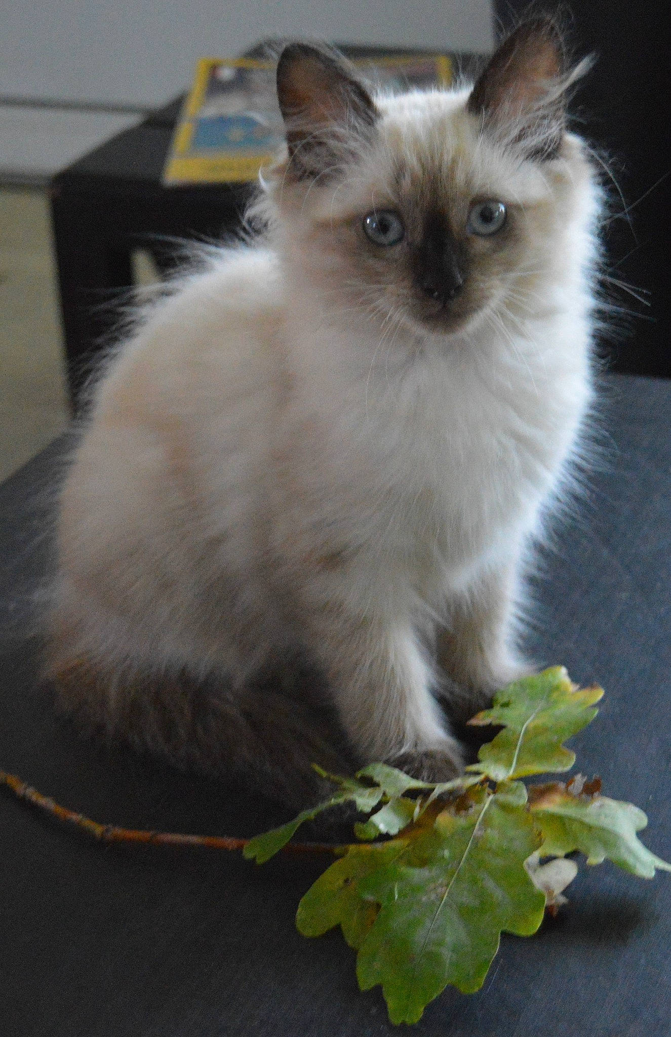 Riana participe au concours pour gagner de l'argent avec cette photo : balinese, birman, carnivore, carton, cat, fawn, felidae, fur, leaf_vegetable, plant, ragdoll, shipping_box, siamese, small_to_medium_sized_cats, snout, terrestrial_animal, thai, twig, vitis, whiskers