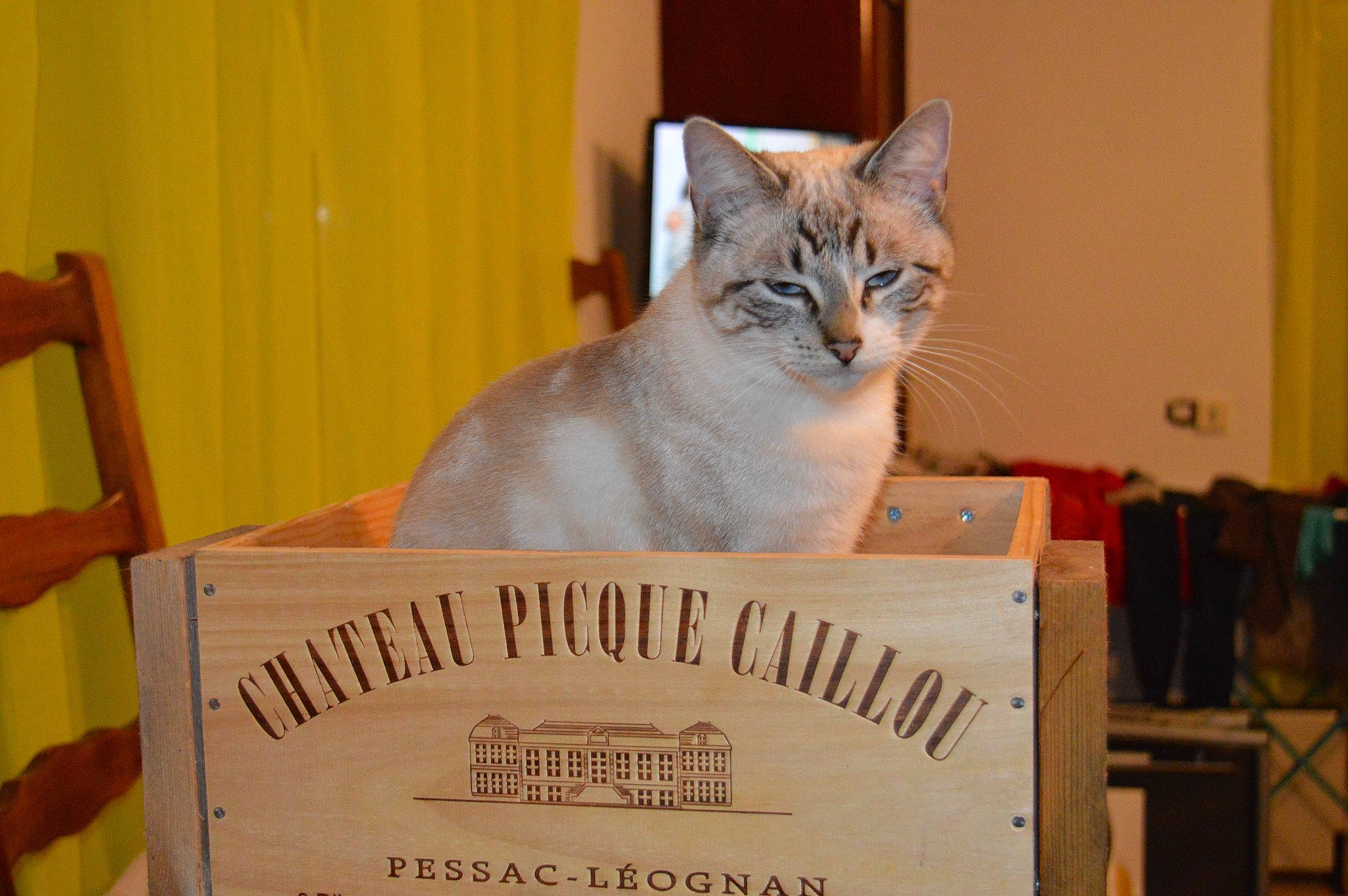 Riana a rejoint le concours — aidez-le/la à gagner de superbes lots ! art, box, cardboard, carnivore, cat, cat_supply, curtain, domestic_short_haired_cat, fawn, felidae, packaging_and_labeling, paper, paper_product, photo_caption, small_to_medium_sized_cats, snout, tail, thai, whiskers, wood