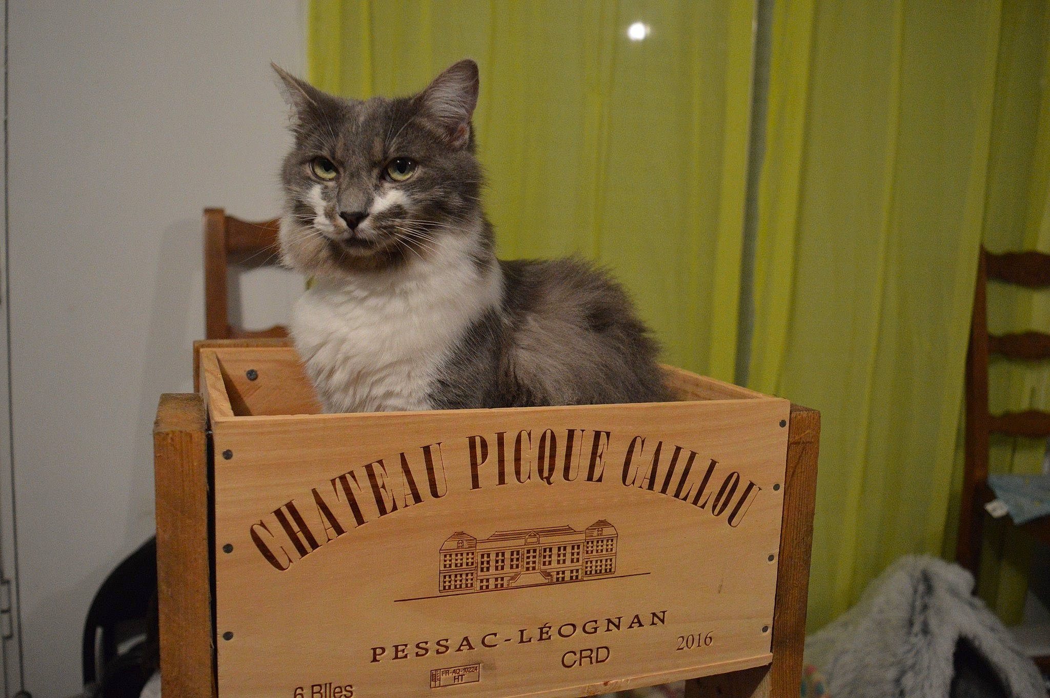 Romy a rejoint le concours — aidez-le/la à gagner de superbes lots ! box, cardboard, carnivore, cat, curtain, domestic_short_haired_cat, drawer, felidae, fur, hardwood, packaging_and_labeling, paper_product, small_to_medium_sized_cats, snout, tail, terrestrial_animal, whiskers, wood