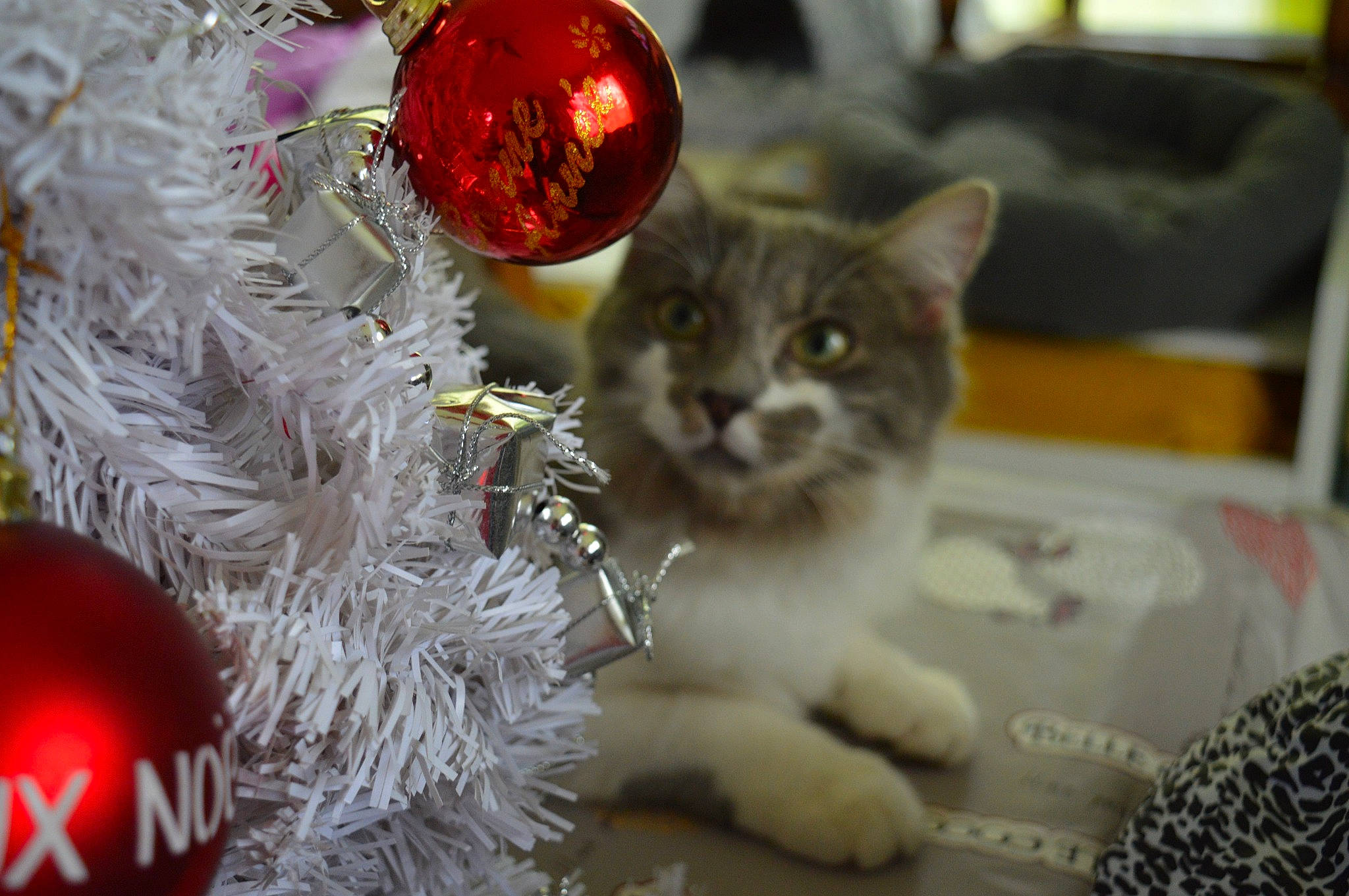 Romy participe au concours pour gagner de l'argent avec cette photo : carnivore, cat, christmas_decoration, christmas_ornament, christmas_tree, domestic_short_haired_cat, event, fawn, felidae, fur, holiday, holiday_ornament, ornament, paw, small_to_medium_sized_cats, snout, tail, toy, whiskers, window