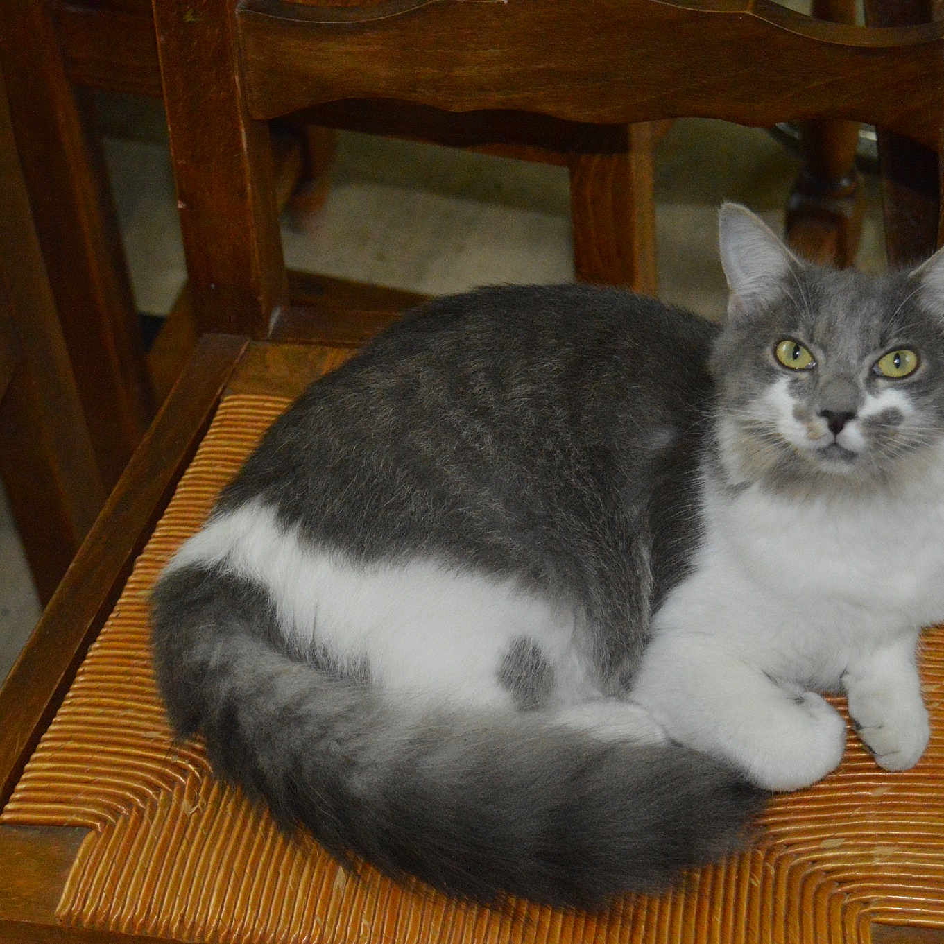 Romy