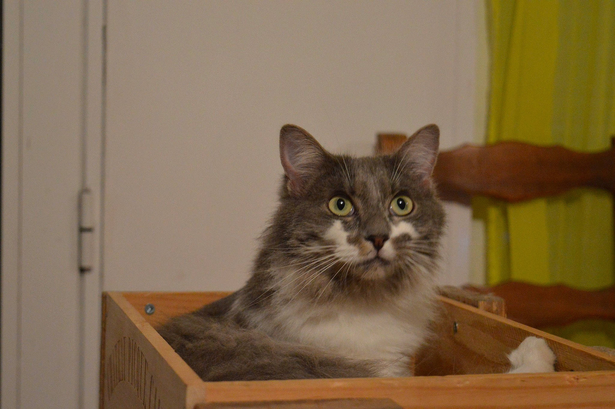 Romy a rejoint le concours — aidez-le/la à gagner de superbes lots ! box, cardboard, carnivore, cat, curtain, domestic_short_haired_cat, felidae, fur, hardwood, paw, shelf, small_to_medium_sized_cats, snout, tail, terrestrial_animal, whiskers, window, wood