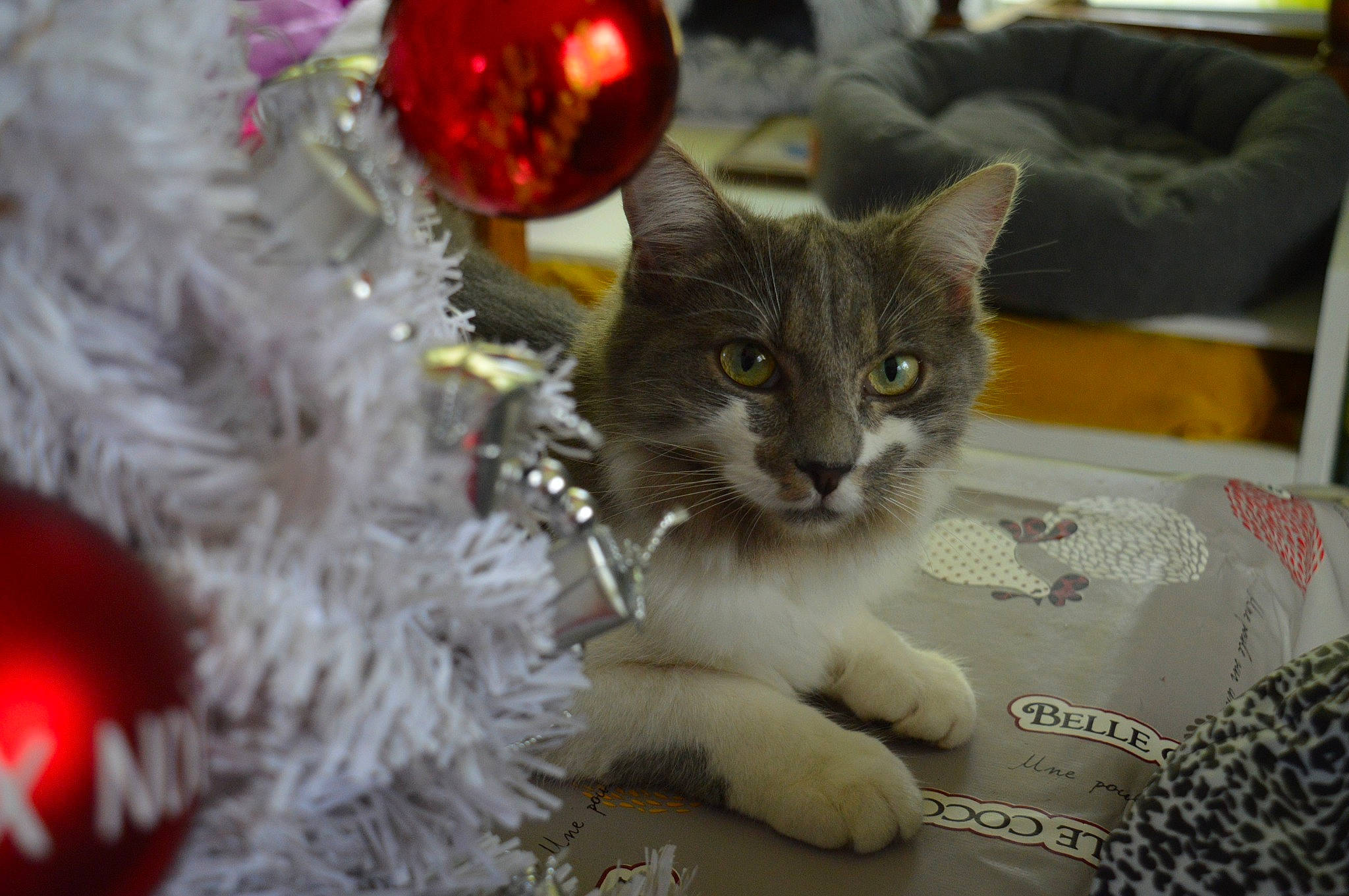 Romy participe au concours pour gagner de l'argent avec cette photo : carnivore, cat, christmas_decoration, christmas_ornament, christmas_tree, domestic_short_haired_cat, event, fawn, felidae, fur, holiday, holiday_ornament, ornament, paw, plant, small_to_medium_sized_cats, snout, tail, tree, whiskers